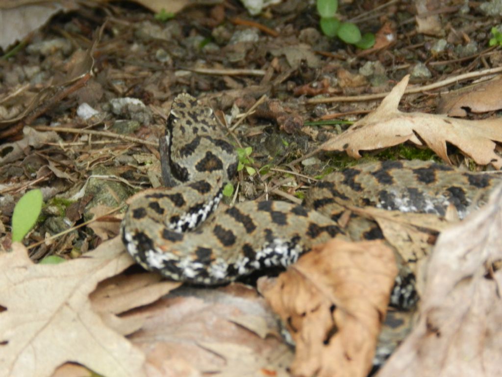 Vipera aspis francisciredi